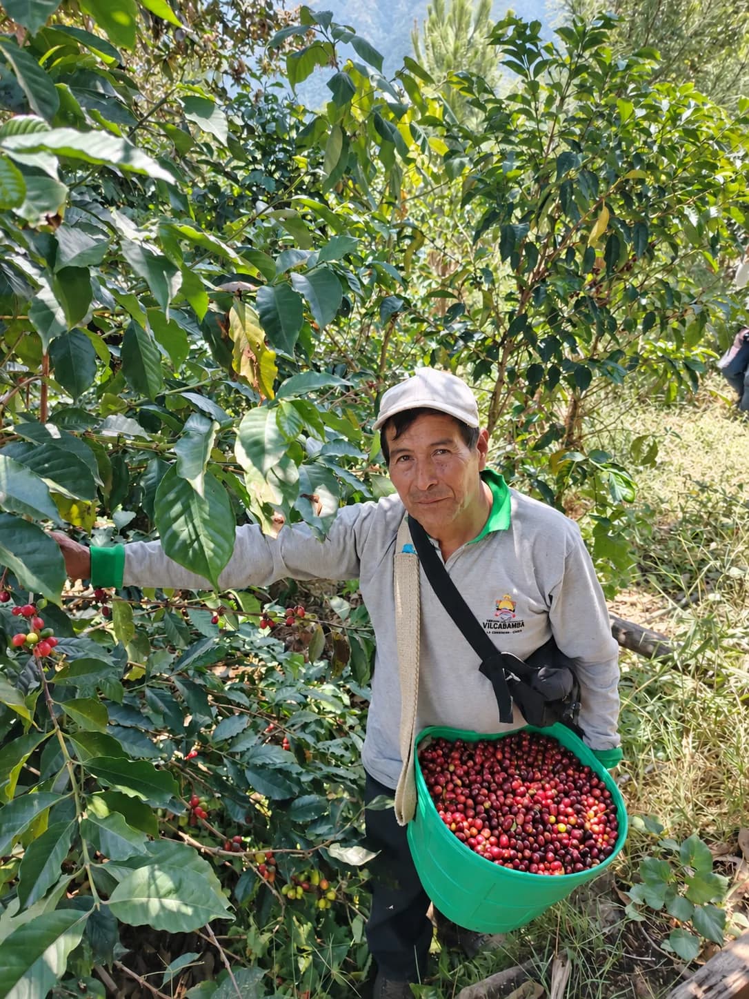 Productor de Warminka durante la cosecha selectiva de cerezas de café