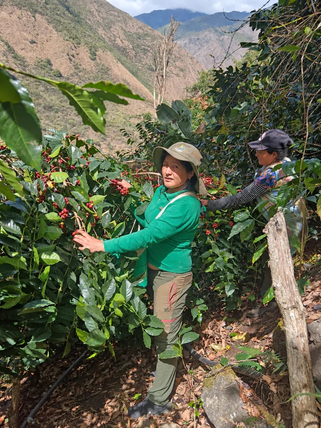 Recolectora seleccionando cerezas maduras en el cafetal
